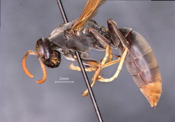 Media type: image;   Entomology 33171 Aspect: habitus lateral view